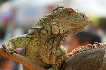 Green Iguana Portrait: Textured Scales, Serene Gaze