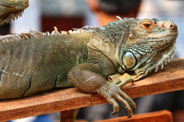 Green Iguana Resting: Detailed Reptile Portrait in Natural Light