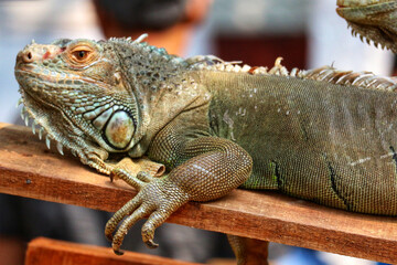 Green Iguana Resting: A Detailed Close-Up in Natural Light