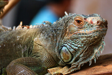 Green Iguana Portrait: Textured Scales, Serene Gaze