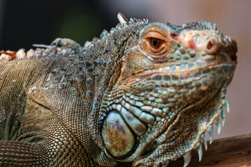 Green Iguana Portrait: Textured Scales, Intense Gaze, Reptilian Majesty