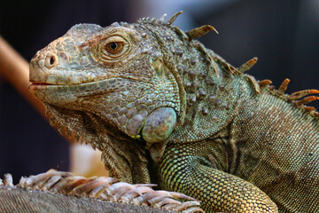Iguana Portrait: Textured Scales, Serene Gaze, Reptilian Majesty