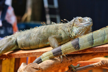 Green Iguana Duo: A Serene Reptile Portrait