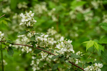 White Blackberry Blossoms Bloom on Branches