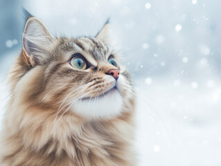 Fototapeta premium portrait of a cat on the winter 