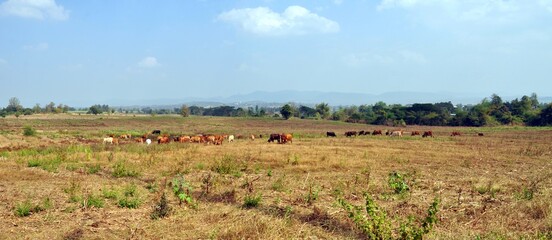 Obraz premium herd of cows in the field