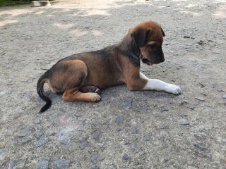 Indian street dog puppy. This puppy is waiting for its mother outside the den. Cute puppys. Baby animals. Baby dog. 