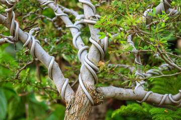 Intricate Bonsai: Spiraling Branches, Lush Greenery, Serene Nature
