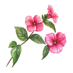 A watercolor vector of an Impatiens flower, isolated on a white background. Impatiens vector.
