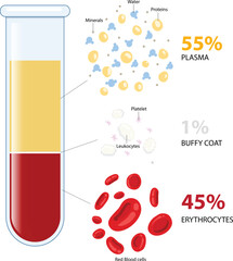 illustration of blood composition diagram