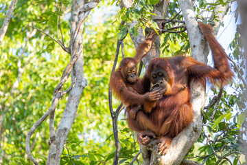 Mother Bornean orangutan and her baby sitting in a tree in the rainforest of Tanjung Puting...