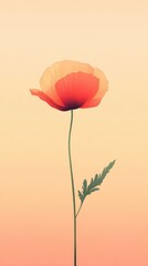 Fototapeta premium Delicate Orange Poppy Flower Against A Soft Peach Background