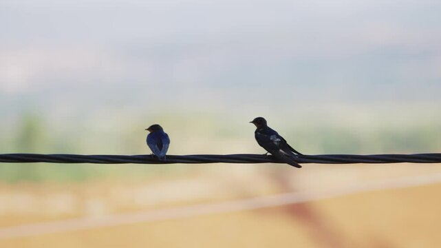 Couple of two swallows birds perched on electrical wire with blurred urban background scenery