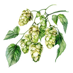 A watercolor drawing of a Hops branch, isolated on a white background. Hops vector.
