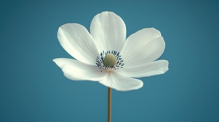Serene White Flower on Teal Background