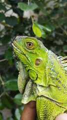 green iguana on a branch