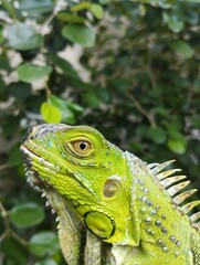 iguana on a tree