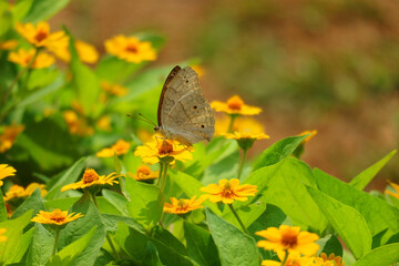 Butterfly on Yellow Flowers: A Serene Natural Scene