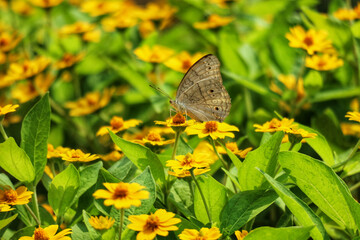 Serene Butterfly on Yellow Zinnia Field: A Peaceful Summer Image