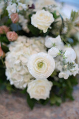 white rose in the garden