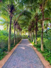 Obraz premium Palm Tree Walkway