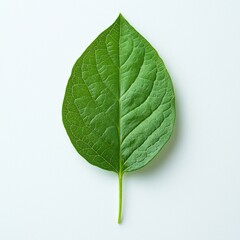 Fototapeta premium Vibrant Green Leaf: Close-up Photography of Nature's Beauty - Fresh, Organic, and Detailed Botanical Image