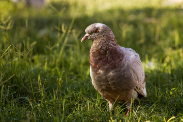 Beautiful portrait of pigeon in green grass,close-up