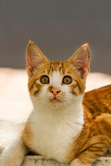 Adorable,bicolor,yellow and white kitten sitting and looking up carefully.Vertical image.