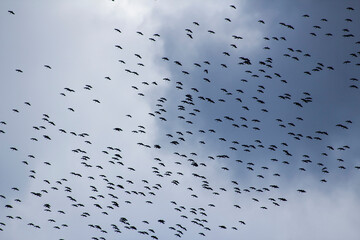 Seasonal stork migration on the blue sky.Background