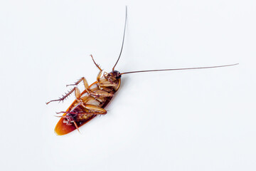 An adult flying cockroach on it's back at the white surface.Close up taken in Izmir city of Turkey.