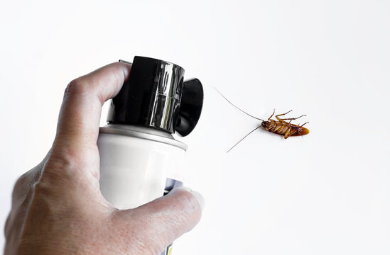 Hand using a fly poison spray aganist adult flying cockroach and it is dead on the white surface.
