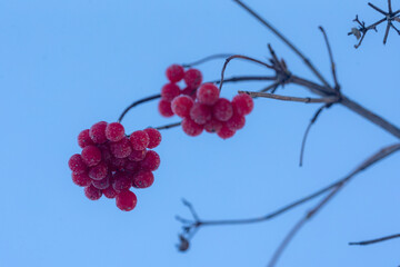 viburnum branches with red berries in winter closeup