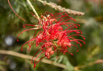Close-up of Grevillea 'Robyn Gordon', a striking red flower native to Queensland, Australia, from the Proteaceae family, in natural sunlight