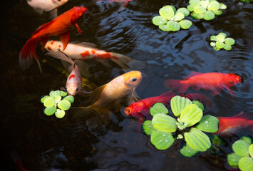 Colorful koi fish swimming in a pond with floating green plants, creating a serene and vibrant...