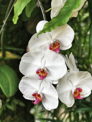 Elegant White Phalaenopsis Orchids: A Serene Botanical Close-up