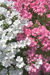 ラバテラ　花模様