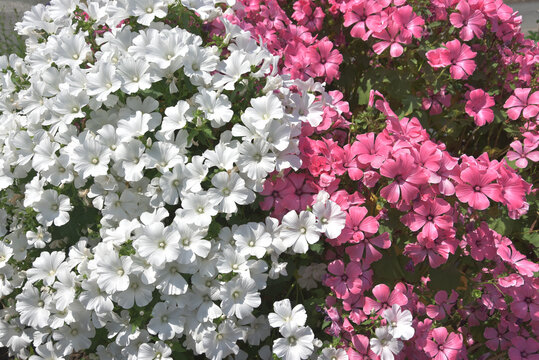 ラバテラ　花模様