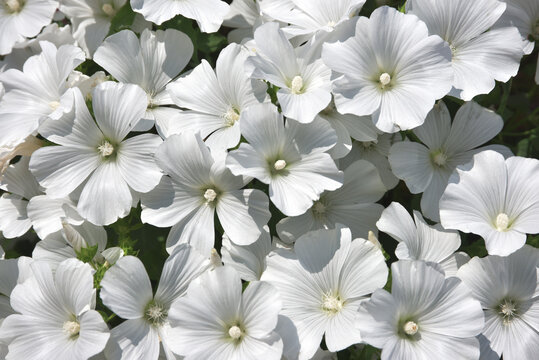 ラバテラ　花模様