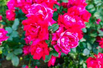 東京のホテルニューオータニのローズガーデン
