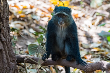 タンザニアのマニャラ湖国立公園の青いオナガザル