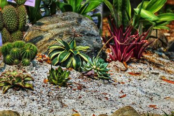 Succulent Garden: Vibrant Desert Plants in a Sunlit Rockery