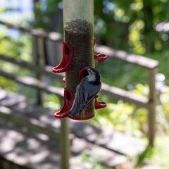 bird sitting on a birdfeeder