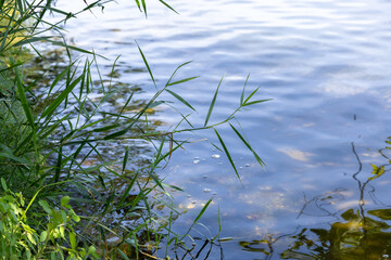 grass on the water
