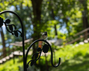 bird at the park