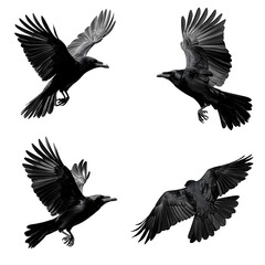 Obraz premium A crow in different flying positions, on white background