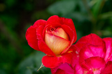   Rose Floribunda Midsummer  in the summer garden