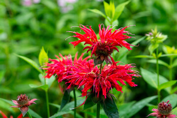 Monarda didyma in the summer garden or crimson beebalm (bergamot)
