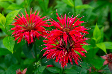 Monarda didyma in the summer garden or crimson beebalm (bergamot)