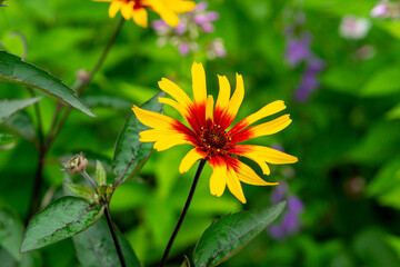 Heliopsis helianthoides in the summer garden or  rough oxeye, or false sunflower