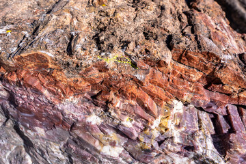 Colorful Cross Section of Petrified Wood in Petrified Forest National Park Arizona
